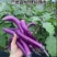 安徽高山精品线茄/茄子🍆/产地直发量大从优货源充足