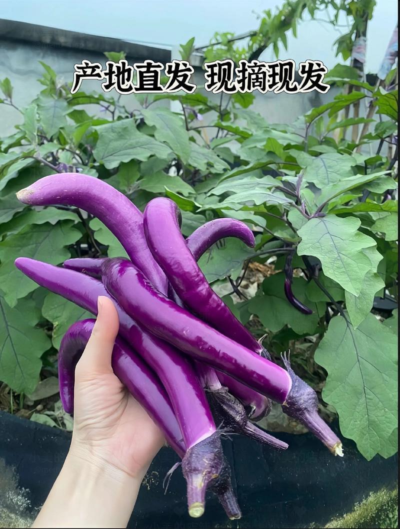 安徽高山精品线茄/茄子🍆/产地直发量大从优货源充足
