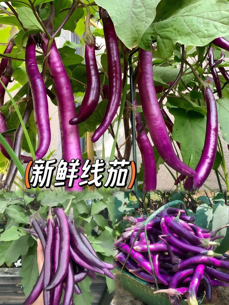 安徽高山精品线茄/茄子🍆/产地直发量大从优货源充足