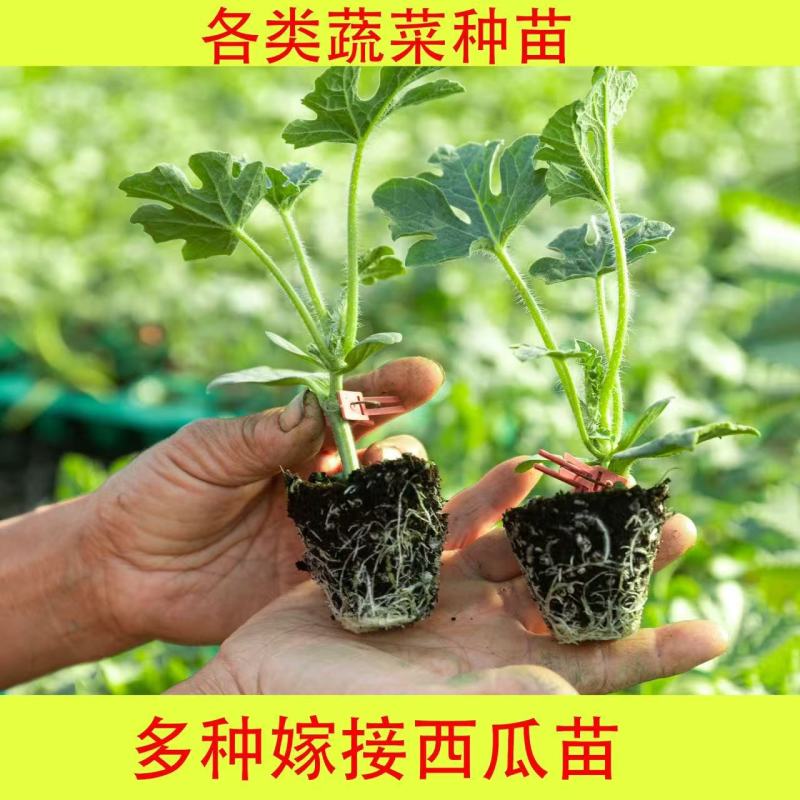 山东精品甜王西瓜苗美都西瓜苗品种齐全提供技术指导
