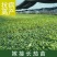 山东精品长茄子苗存活率高产量高品质好提供种植指导
