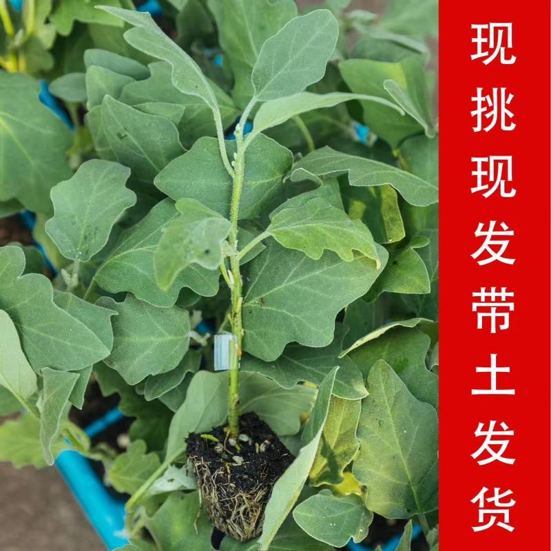 山东精品长茄子苗存活率高产量高品质好提供种植指导
