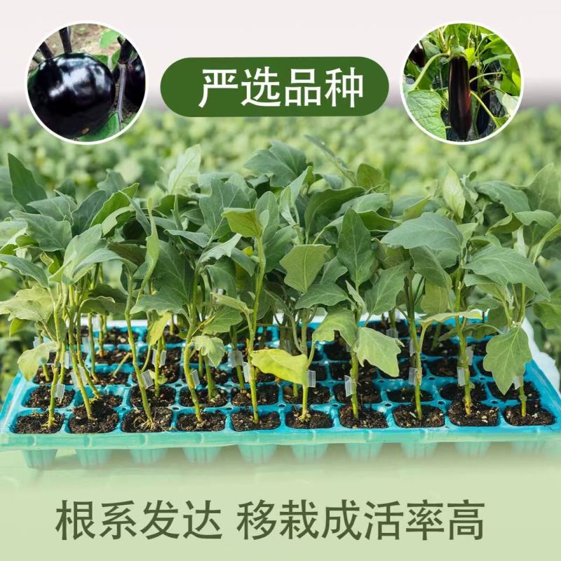 山东精品长茄子苗存活率高产量高品质好提供种植指导