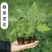 山东精品长茄子苗存活率高产量高品质好提供种植指导