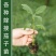山东精品长茄子苗存活率高产量高品质好提供种植指导