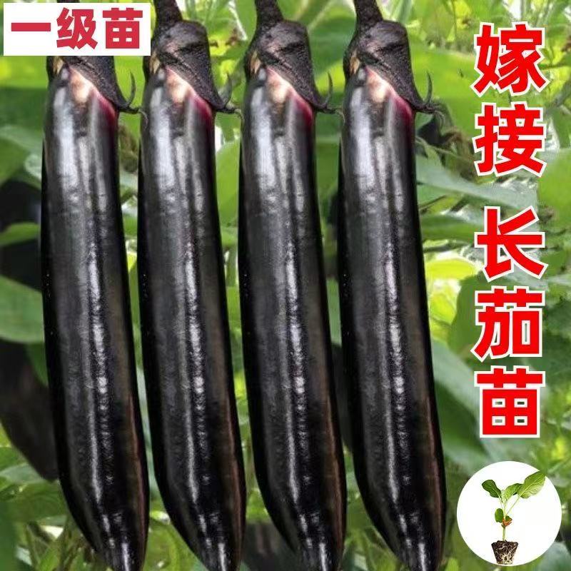 山东精品长茄子苗存活率高产量高品质好提供种植指导