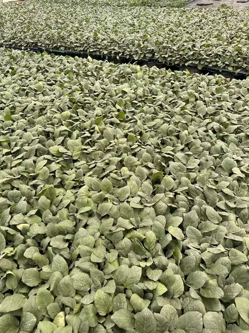 山东精品长茄子苗存活率高产量高品质好提供种植指导