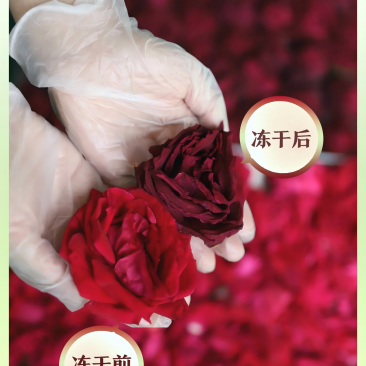 冻干墨红玫瑰