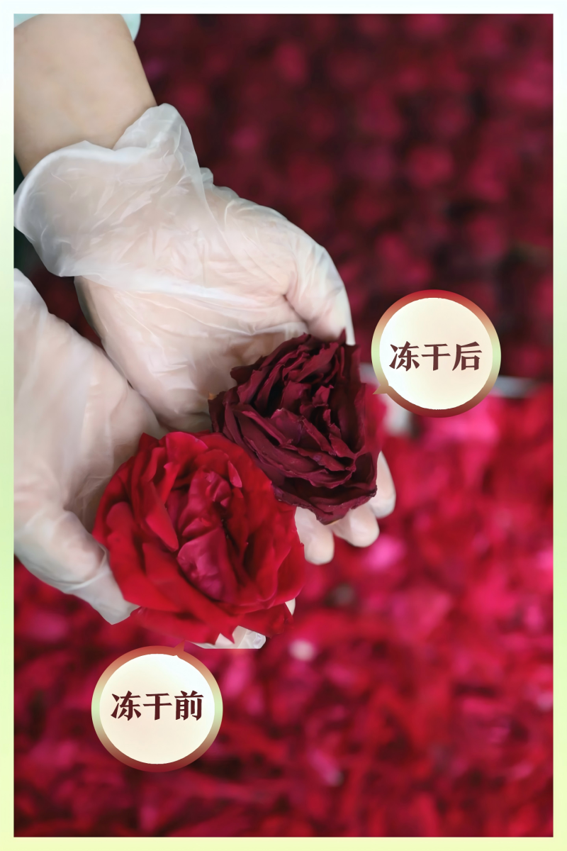 冻干墨红玫瑰