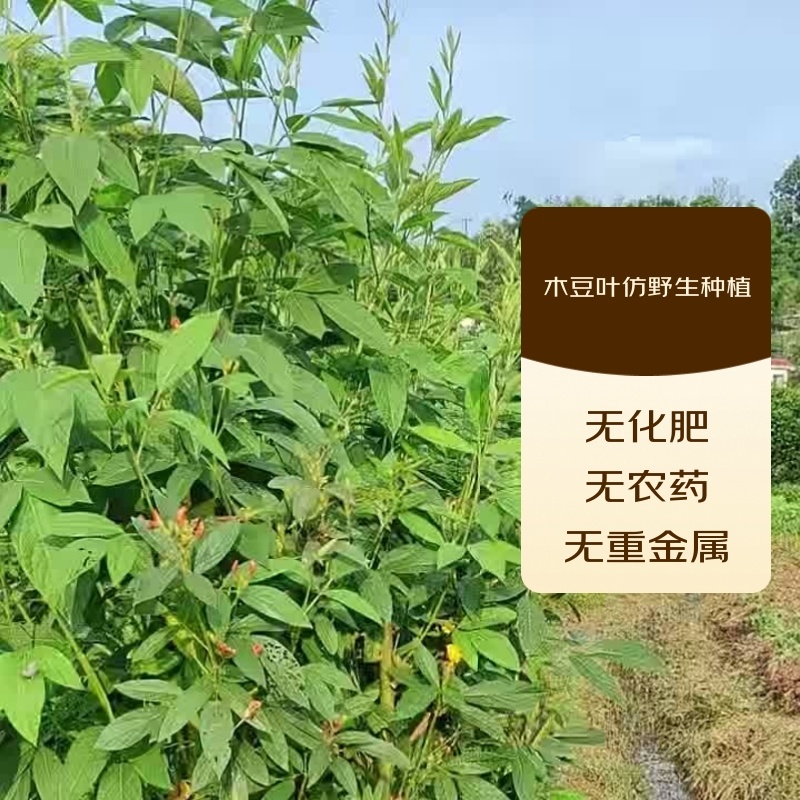 泸州市杏林小二绿色生活馆