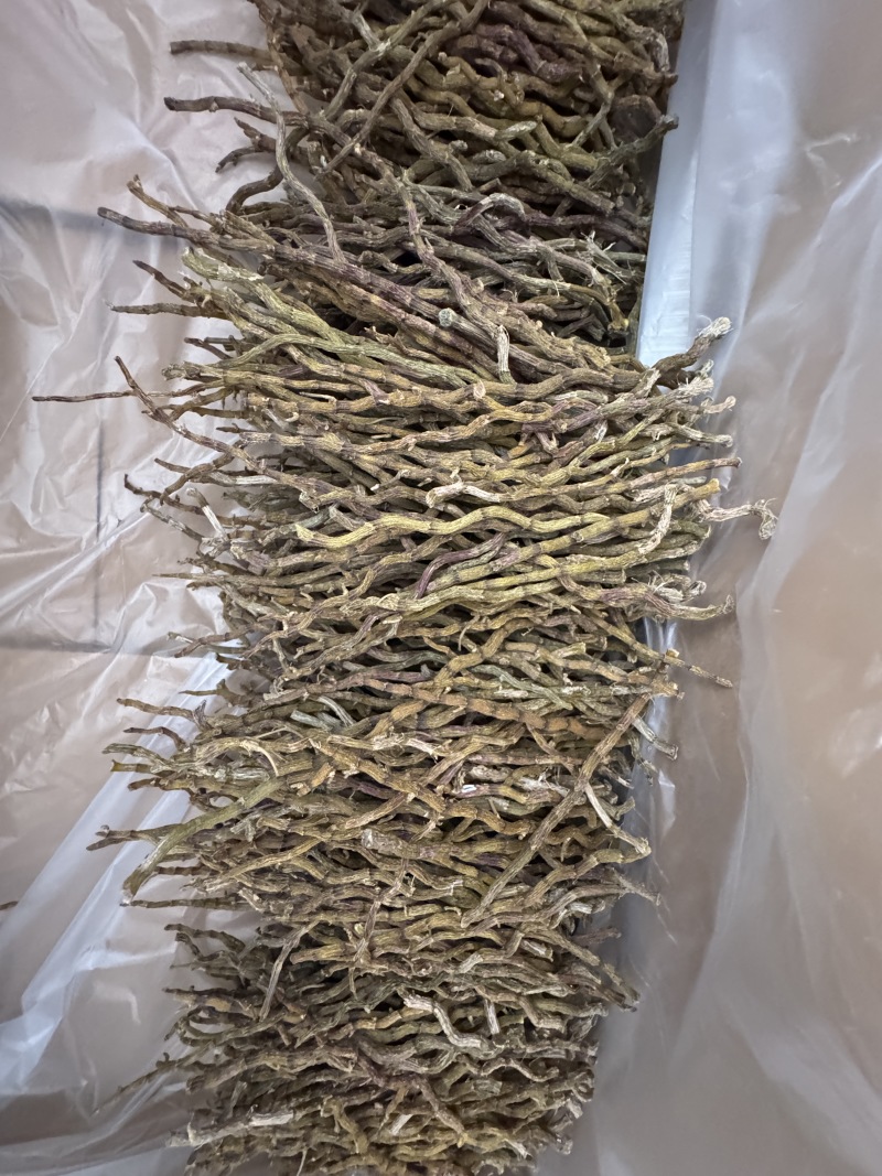 铁皮石斛中粗理条