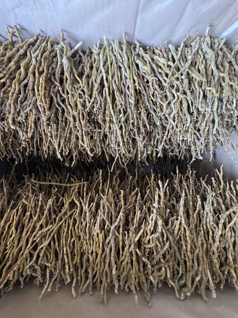 铁皮石斛中粗理条