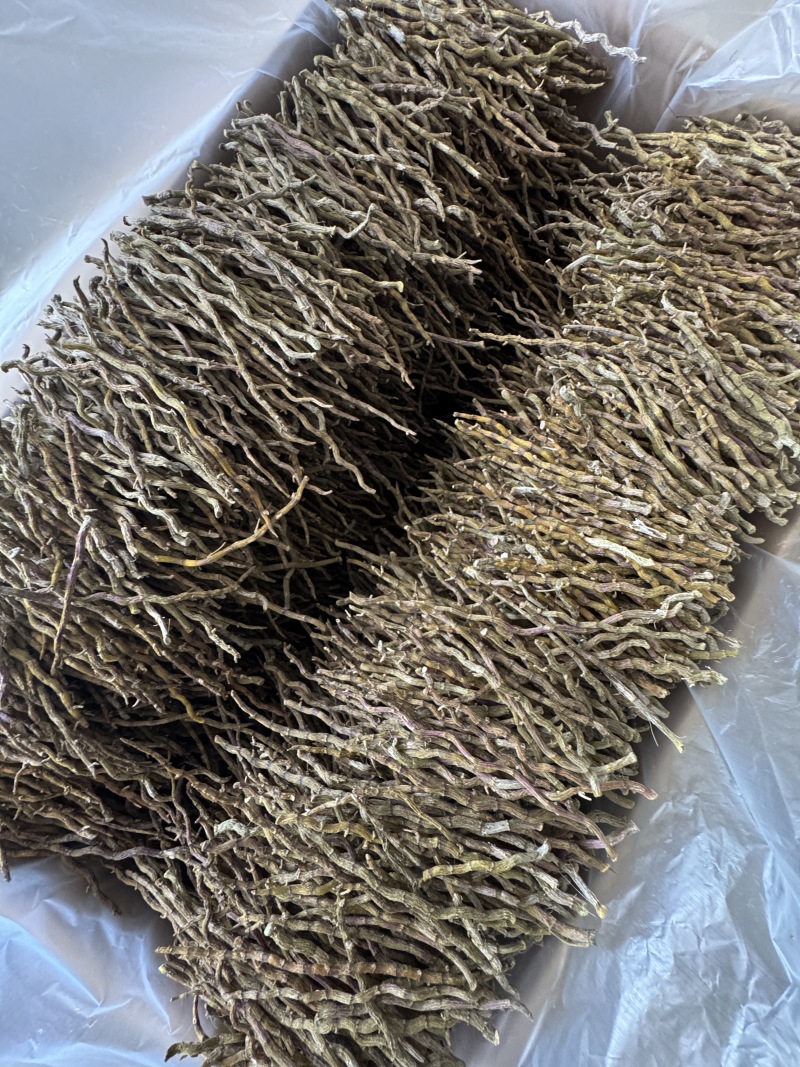 铁皮石斛中粗理条