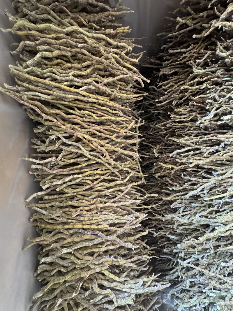 铁皮石斛中粗理条