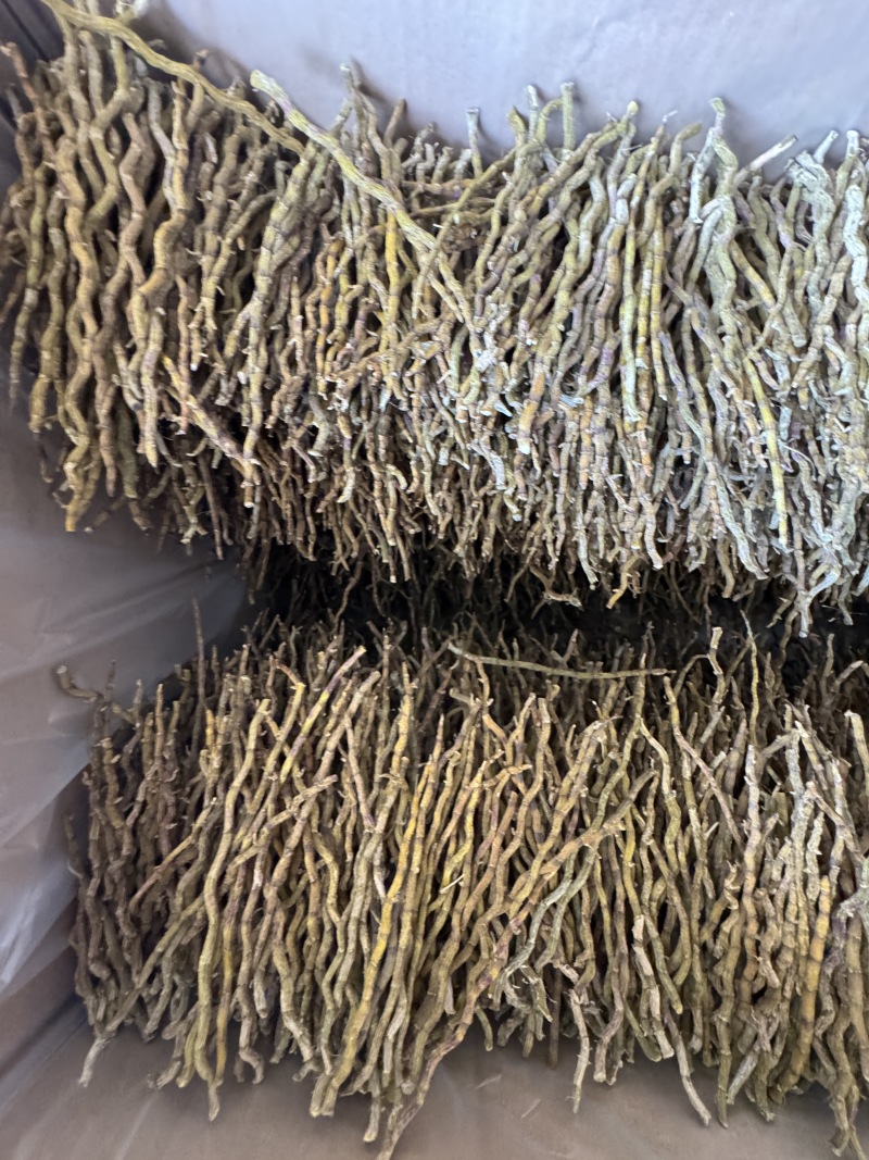 铁皮石斛中粗理条