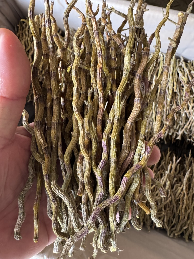 铁皮石斛中粗理条