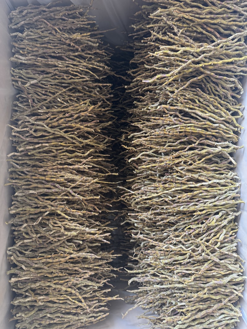 铁皮石斛中粗理条