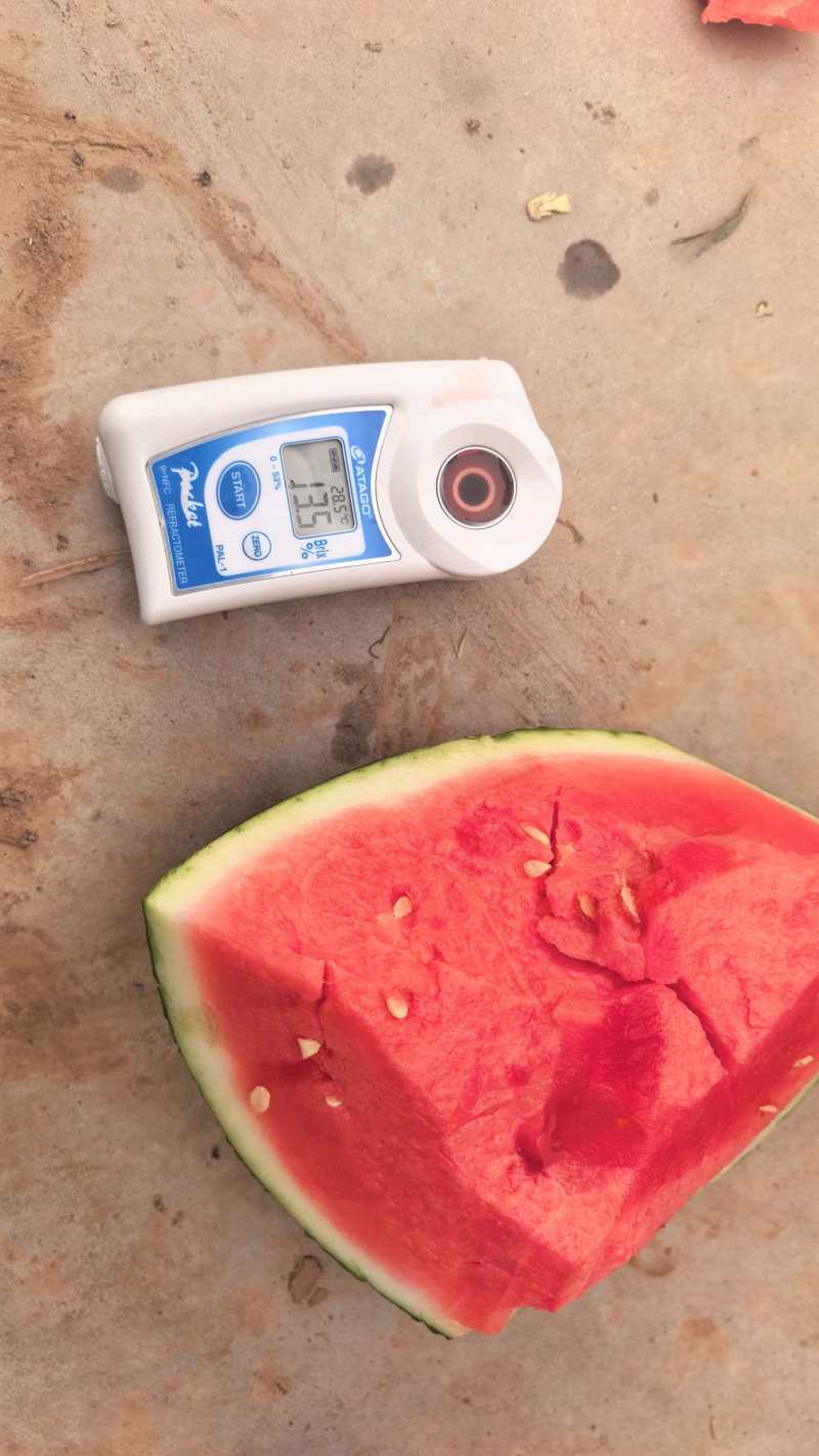 陕西蒲城美都西瓜，整车发货，欢迎来电咨询