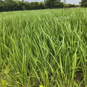 江苏精品茭白苗供应产地直发成活率高早晚季节的苗均有