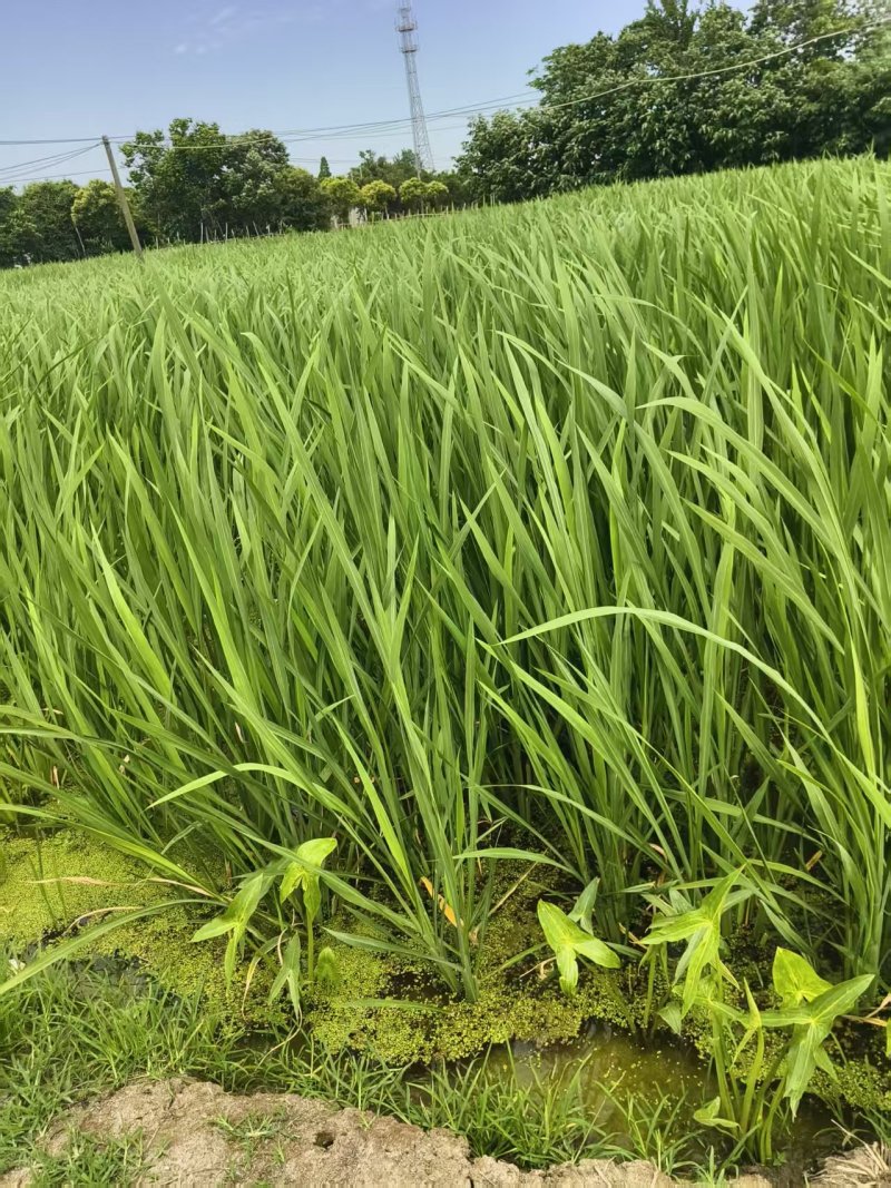 江苏精品茭白苗供应产地直发成活率高早晚季节的苗均有