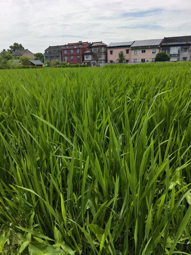 江苏精品茭白苗供应产地直发成活率高早晚季节的苗均有