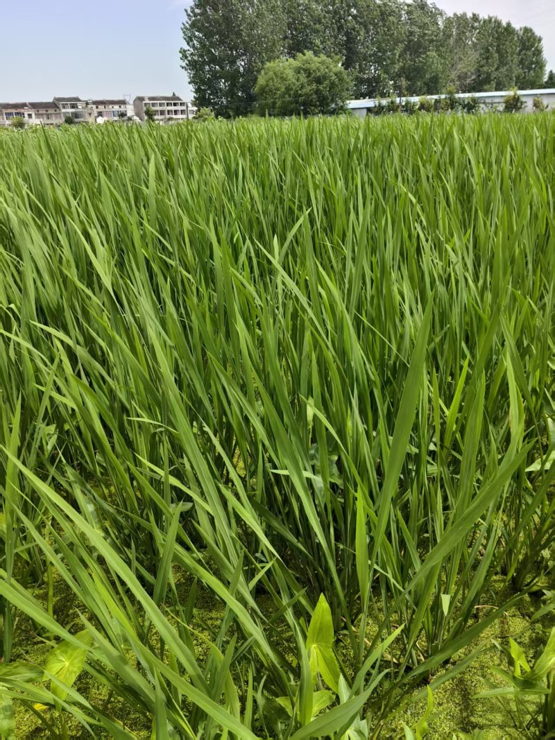 江苏精品茭白苗供应产地直发成活率高早晚季节的苗均有