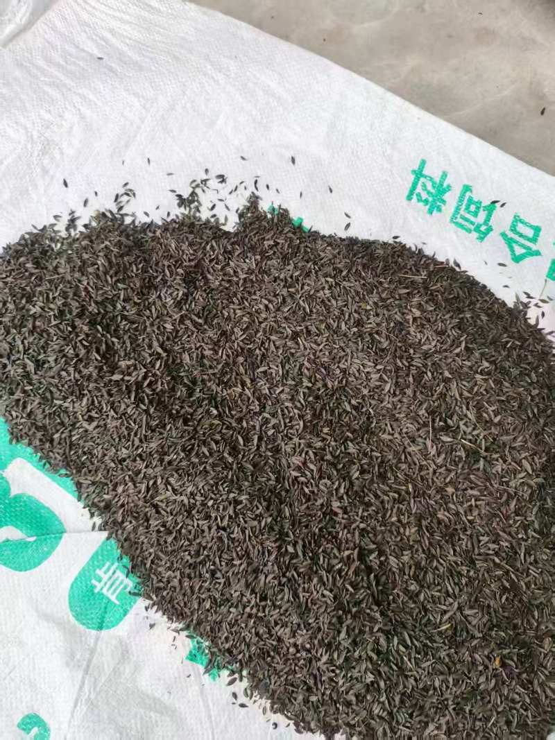 沙参种子【四川沙参】支持视频看货，可发往全国市场！