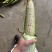 花糯玉米花糯676产地直发大量上市欢迎老板联系