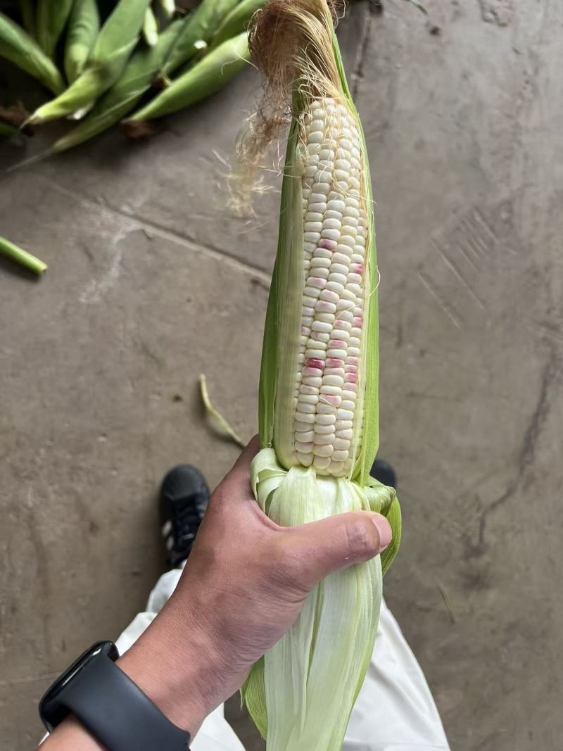 花糯玉米花糯676产地直发大量上市欢迎老板联系