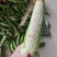 花糯玉米花糯676产地直发大量上市欢迎老板联系