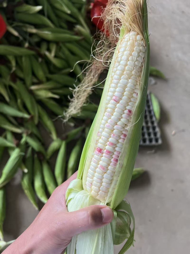 花糯玉米花糯676产地直发大量上市欢迎老板联系