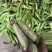 花糯玉米花糯676产地直发大量上市欢迎老板联系