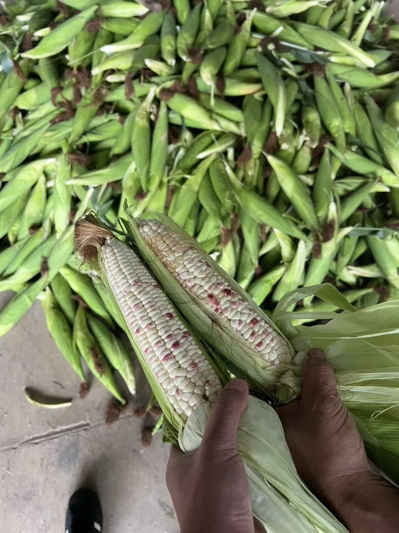 花糯玉米花糯676产地直发大量上市欢迎老板联系