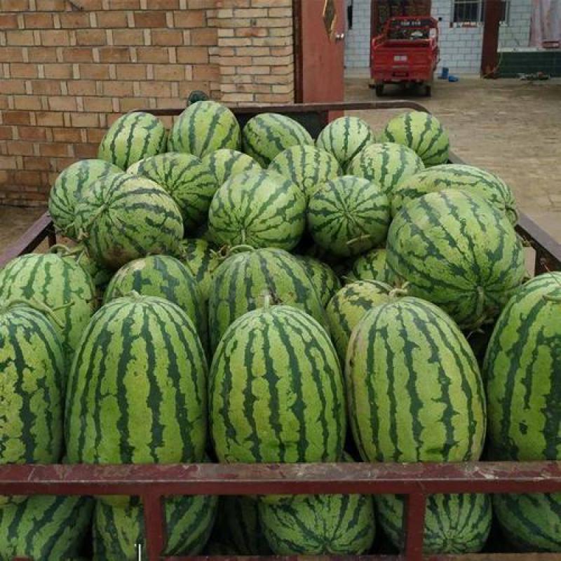 湖北西农西瓜精品西农88西瓜对接电商市场商超可视频