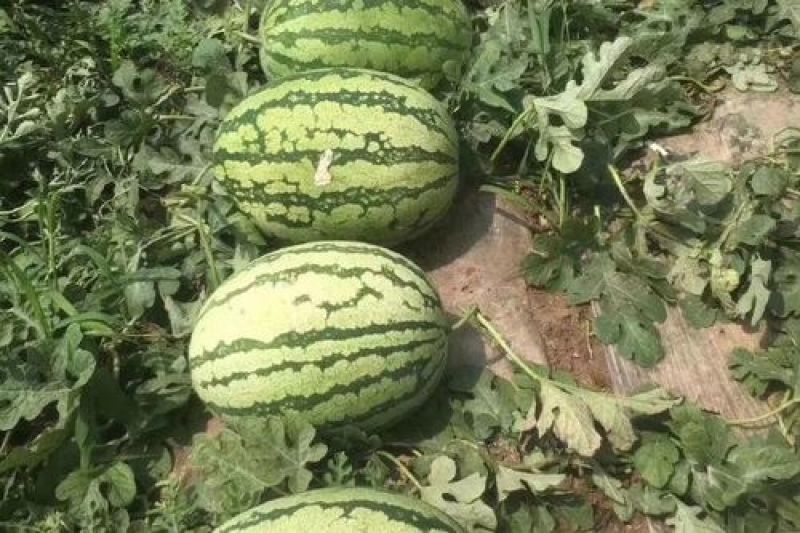 湖北西瓜精品金城5号西瓜一手货源包熟包甜耐运输