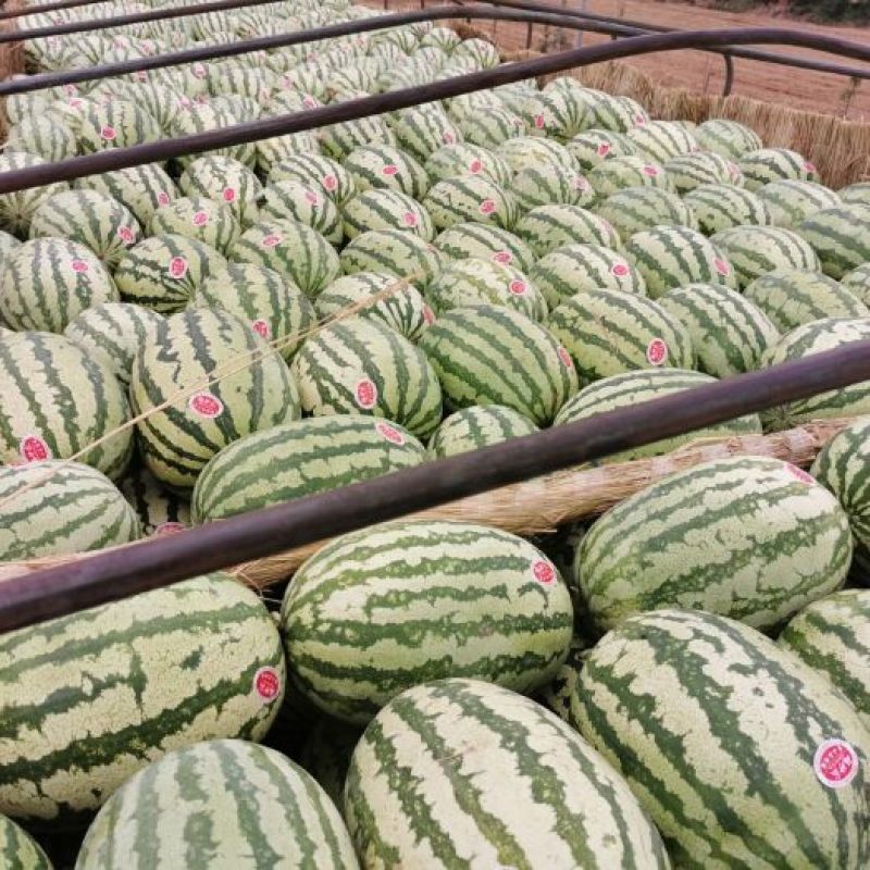 湖北西瓜精品金城5号西瓜一手货源包熟包甜耐运输