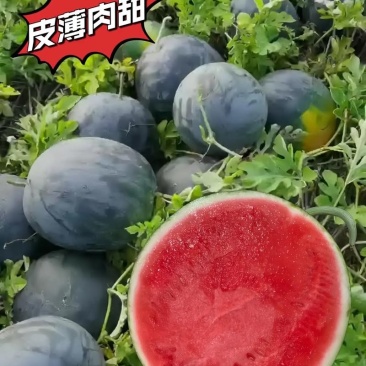 湖北西瓜精品黑无籽西瓜包熟包甜可视频看货耐运输