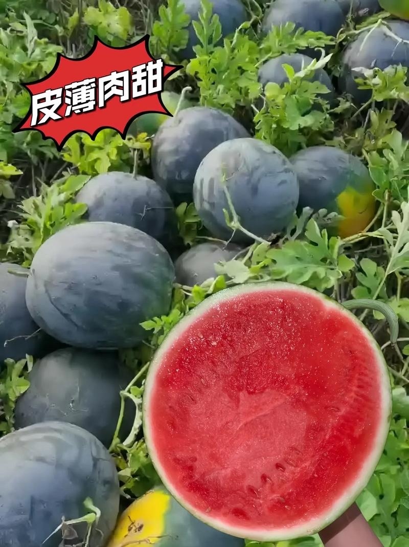 湖北西瓜精品黑无籽西瓜包熟包甜可视频看货耐运输