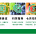 新瑞丰萌敌2%苄氨基嘌呤柑橘树调节生长农药植物生长
