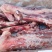 新西兰山河鹿肉冷冻鹿肉带腿骨大腿带腿骨鹿肉