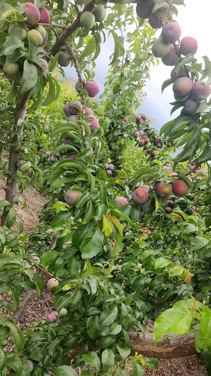【优选】新鲜五月脆李子种植基地现摘现发品质保障质优价廉