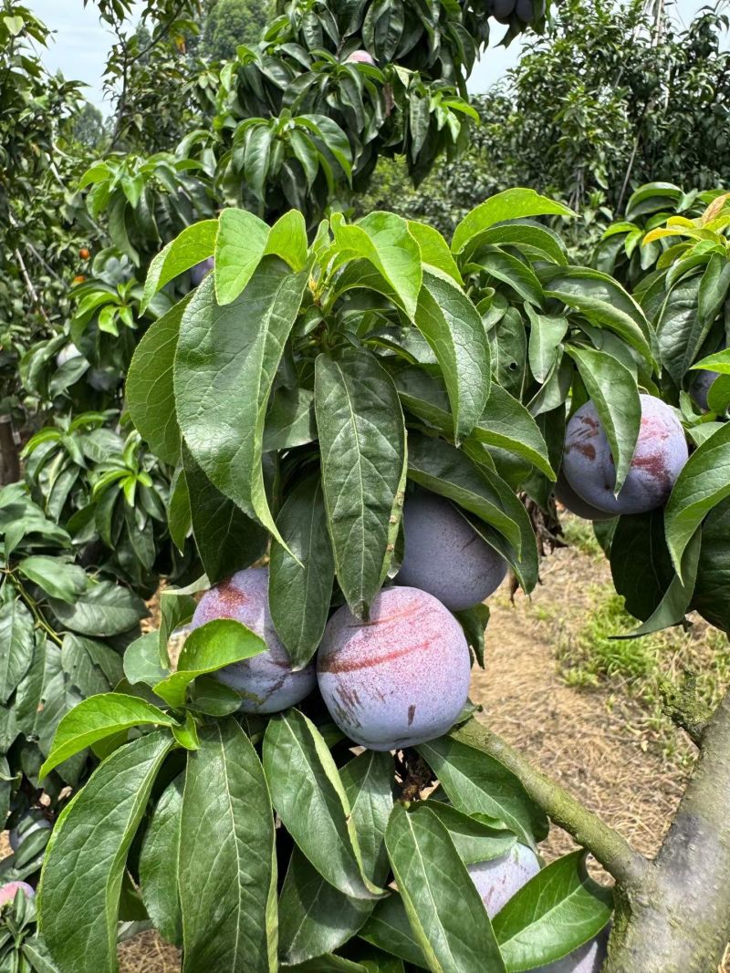 【优选】新鲜五月脆李子种植基地现摘现发品质保障质优价廉