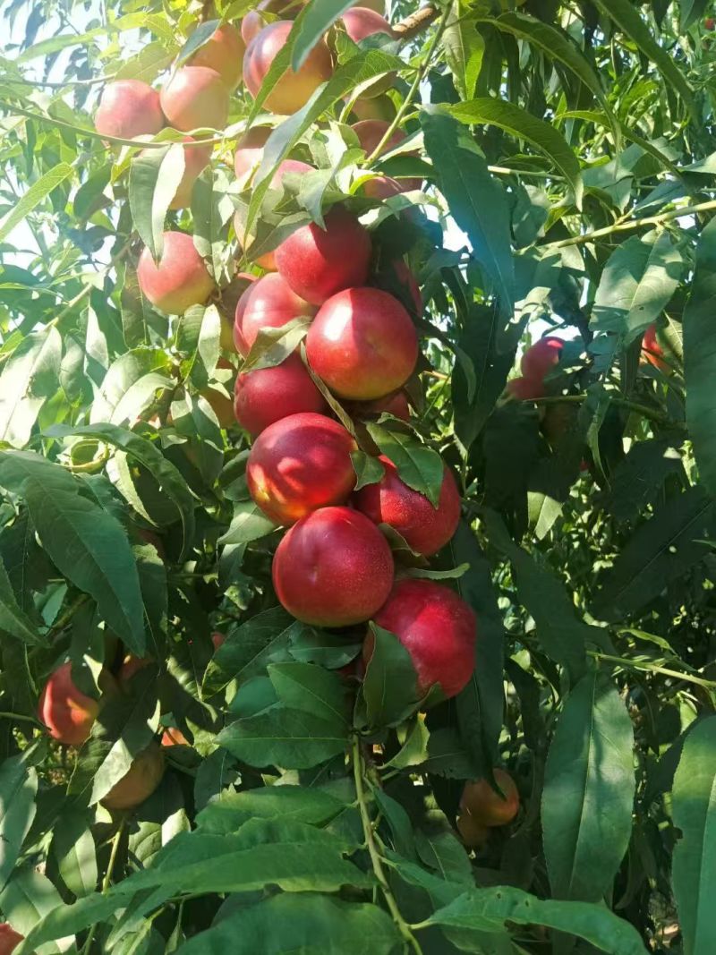【荐】珍珠枣油桃/陕西油桃/珍珠3号油桃/批发～电商平台