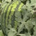 2026.6.29蒲城美都西瓜脆甜多汁现摘现发