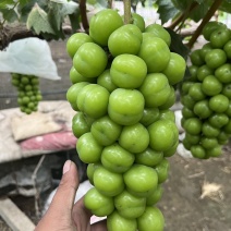 阳光玫瑰葡萄，精品新鲜现货，味美价廉欢迎老板选购