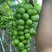 阳光玫瑰葡萄，精品新鲜现货，味美价廉欢迎老板选购