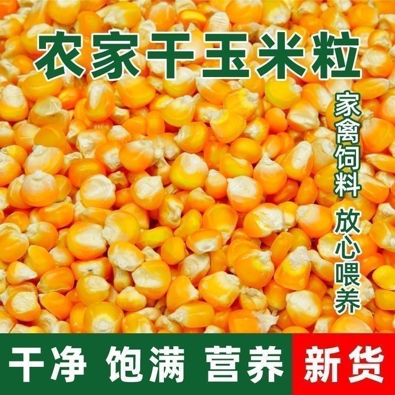 干玉米粒水分14内霉变杂质不超千分之三过色选过风