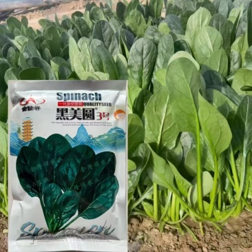 黑美圆3号杂交菠菜种子圆叶菠菜种籽高抗霜霉病耐抽苔菜种子