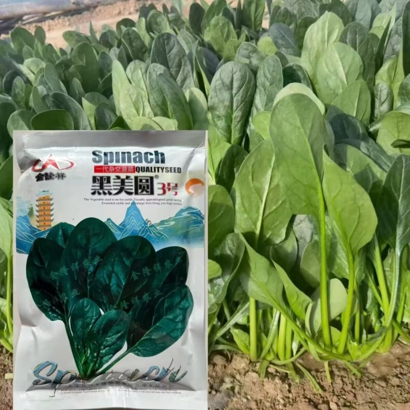 黑美圆3号杂交菠菜种子圆叶菠菜种籽高抗霜霉病耐抽苔菜种子