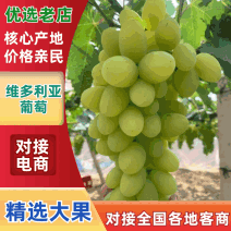 【维多利亚葡萄】河北葡萄/饶阳维多利亚葡萄/对接全网